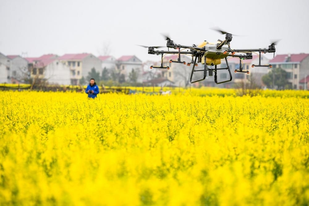 无人机在进行“飞防”作业。 （记者 周 亮 摄）
