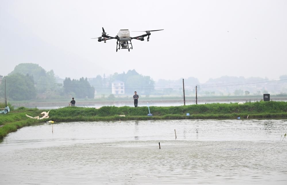 无人机定量投饵喂养小龙虾。 （记者 刘继刚 摄）